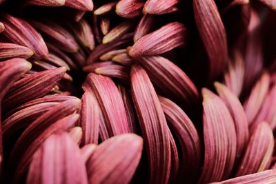 Full frame shot of pink flowering plant