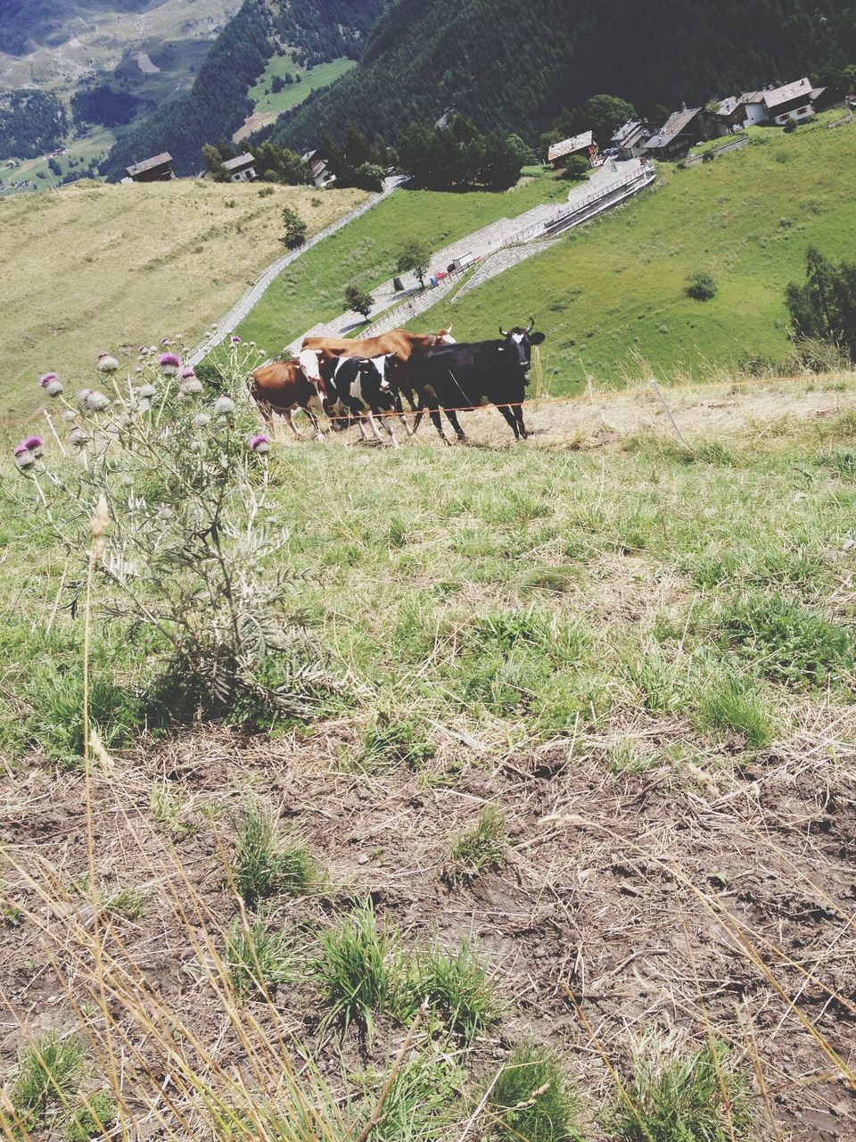 landscape, mountain, field, grass, tranquility, tranquil scene, rural scene, nature, beauty in nature, scenics, green color, growth, mountain range, non-urban scene, agriculture, high angle view, plant, day, grassy, hill