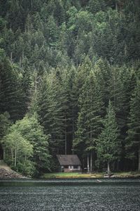 Trees by lake in forest against sky