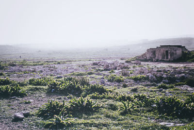 Plants growing on landscape