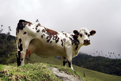 Cows standing in a field