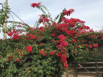 Red flowers in bloom