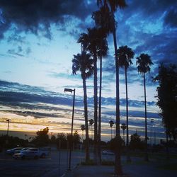 Palm trees at sunset