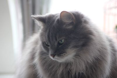 Close-up of cat looking away