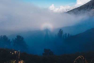 Scenic view of forest against sky