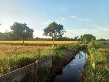 Scenic view of field against sky