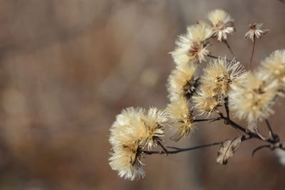 Close-up of plant