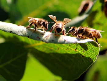 Close-up of bumble bees on leaf