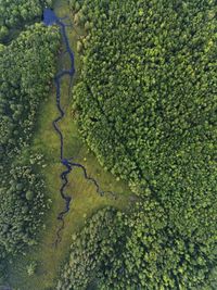 A top down view of a lush summer forest with a stream running through in southern maine