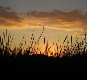 Silhouette plants on field against sky during sunset