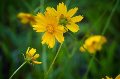 Close-up of yellow flower