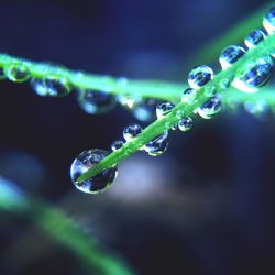 Close-up of water drops on leaf