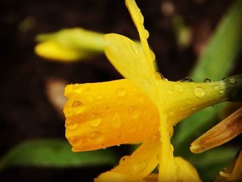 Close-up of yellow flower