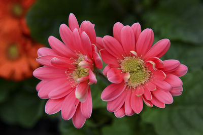 Close-up of pink flower