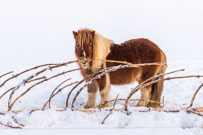 A pony standing on the snow next to a bitten coniferous tree.