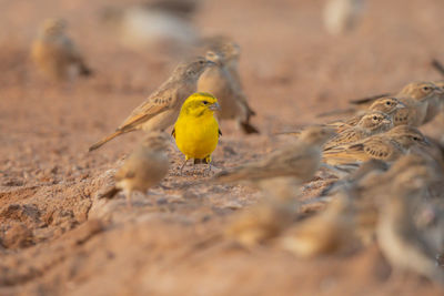 Close-up of bird perching on a land