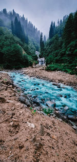 Scenic view of river flowing through forest