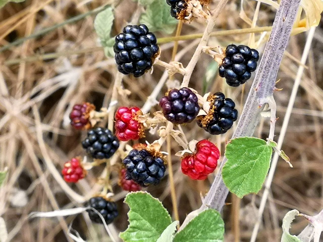 CLOSE-UP OF BLACKBERRIES