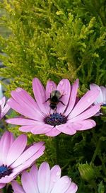 Close-up of pink flower