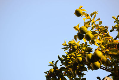 Low angle view of green orange fruits growing on tree against clear sky