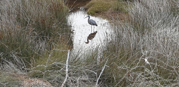 High angle view of bird in water