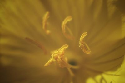 Close-up of yellow flower