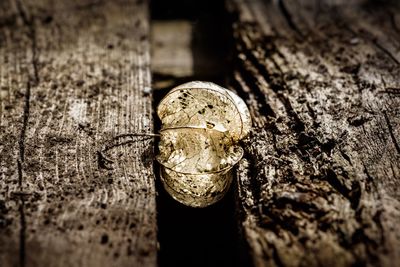 Close-up of rusty lizard on wood