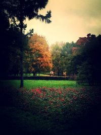 Trees in park