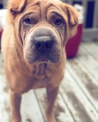 Close-up portrait of dog