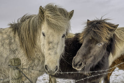 Close-up of two horses on field