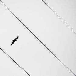 Low angle view of birds flying in sky