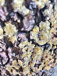 Close-up of lichen on tree trunk