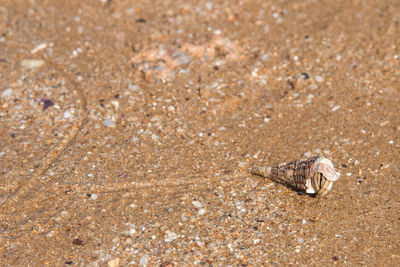 High angle view of crab on sand