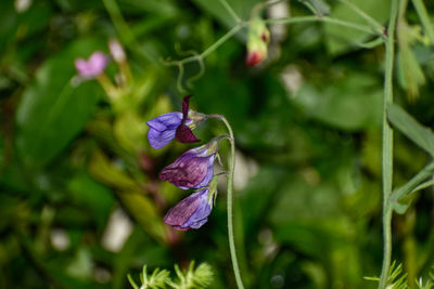 Three multicolored pea flowers with green background.