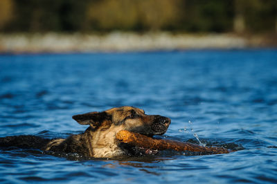 Close-up of turtle in water