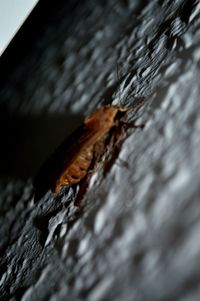 Close-up of insect on wood