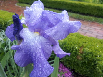 Close-up of wet purple flower blooming outdoors