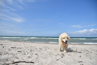 Dog on beach against sky