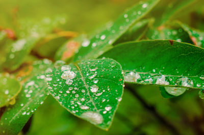 Close-up of water drops on leaf