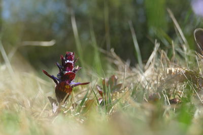 Close-up of insect on plant