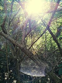 Low angle view of trees in forest