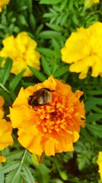 Close-up of honey bee on yellow flower