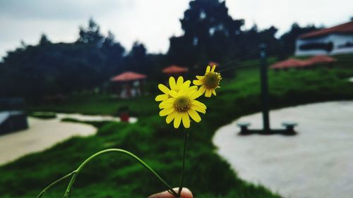 Close-up of yellow flowers blooming outdoors