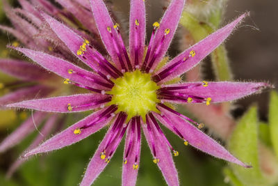 Close-up of purple flowering plant