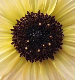 Extreme close-up of sunflower