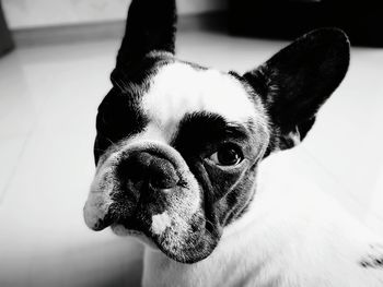 Close-up of dog at home