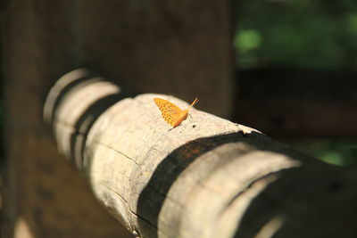 Close-up of rusty metal structure in forest