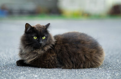 Portrait of cat relaxing outdoors