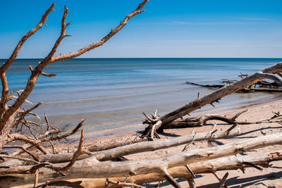 Driftwood on beach against sky