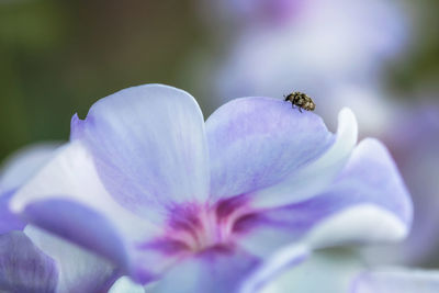 Close-up of bee on purple flowering plant